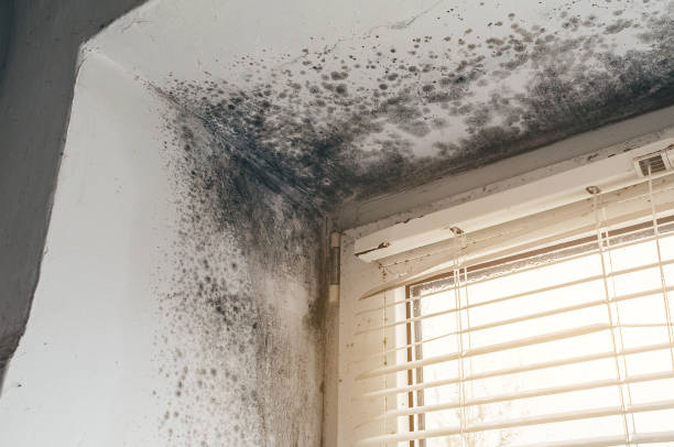 Affordable Mold Remediation solutions in Mead, WA